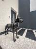 Statue Chien Dogue Allemand Resine H.110cm - Noir